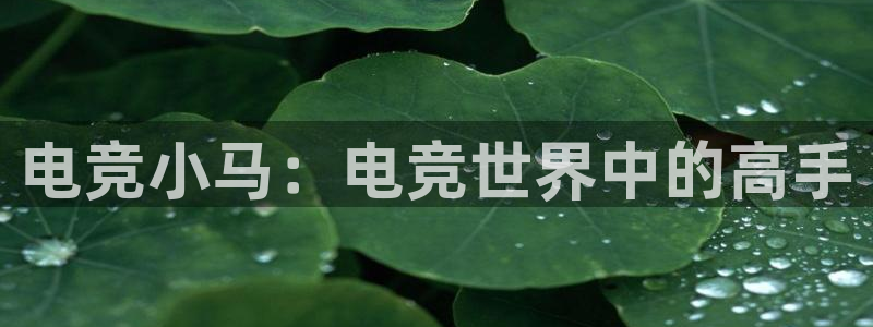 火博电竞app官网网站：电竞小马：电竞世界中的高手
