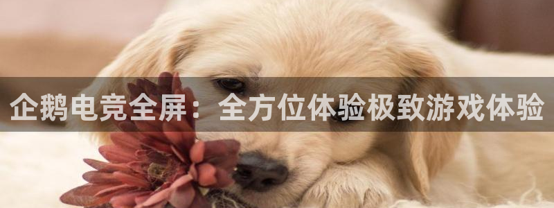 火博电竞官网入口：企鹅电竞全屏：全方位体验极致游戏体验